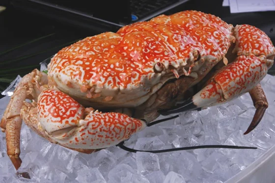 Australian King Crab