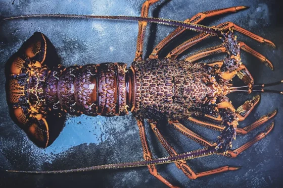 Australian SRL Lobster