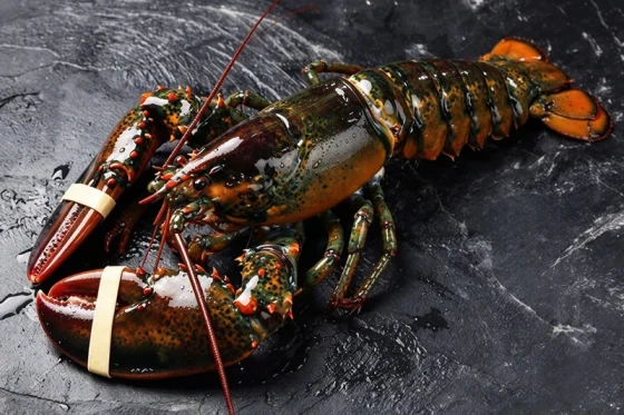 Boston Lobster