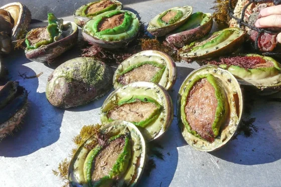 Chilled Australian Greenlip Abalone