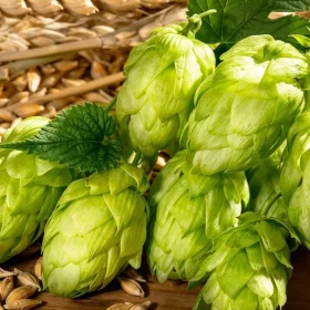 Hops