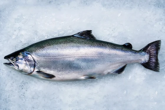 King Salmon, New Zealand