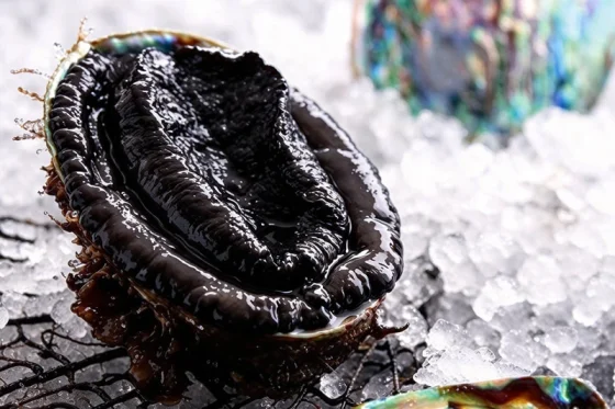 New Zealand Blacklip Abalone
